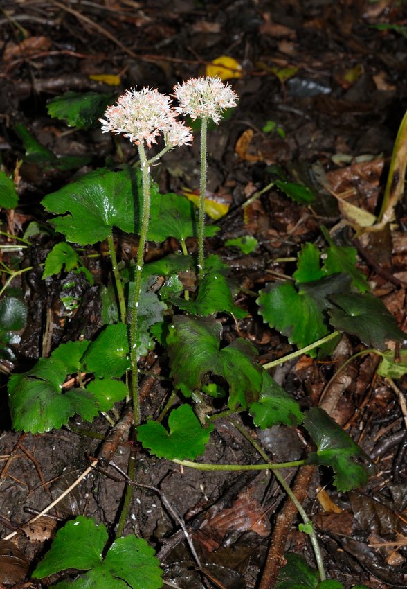 Image of Micranthes manchuriensis specimen.