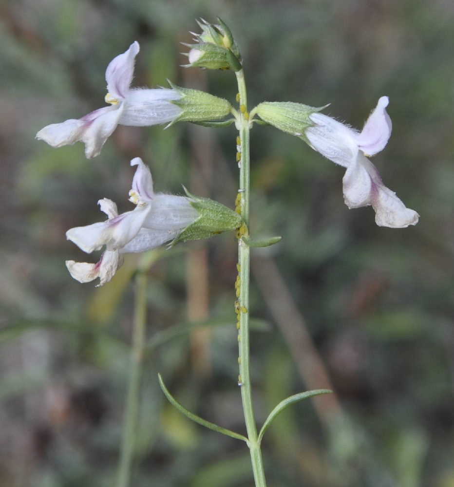 Image of Stachys angustifolia specimen.