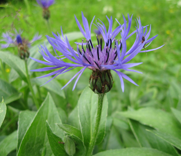 Image of Centaurea montana specimen.