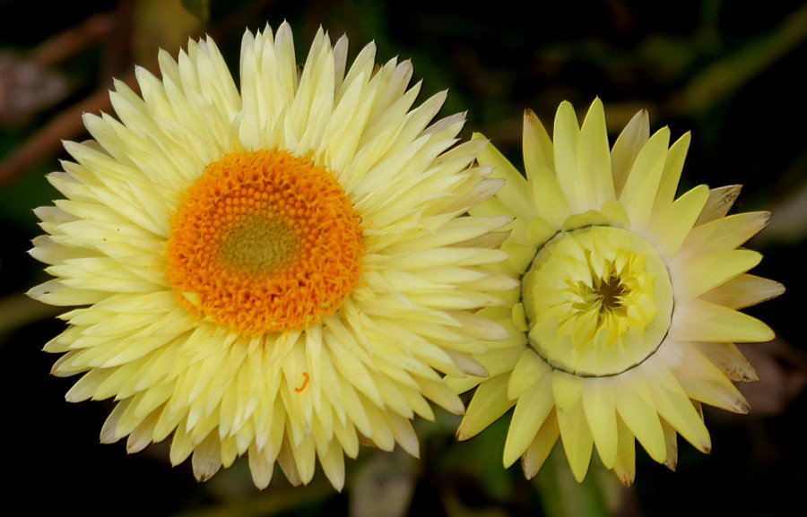 Image of Xerochrysum bracteatum specimen.