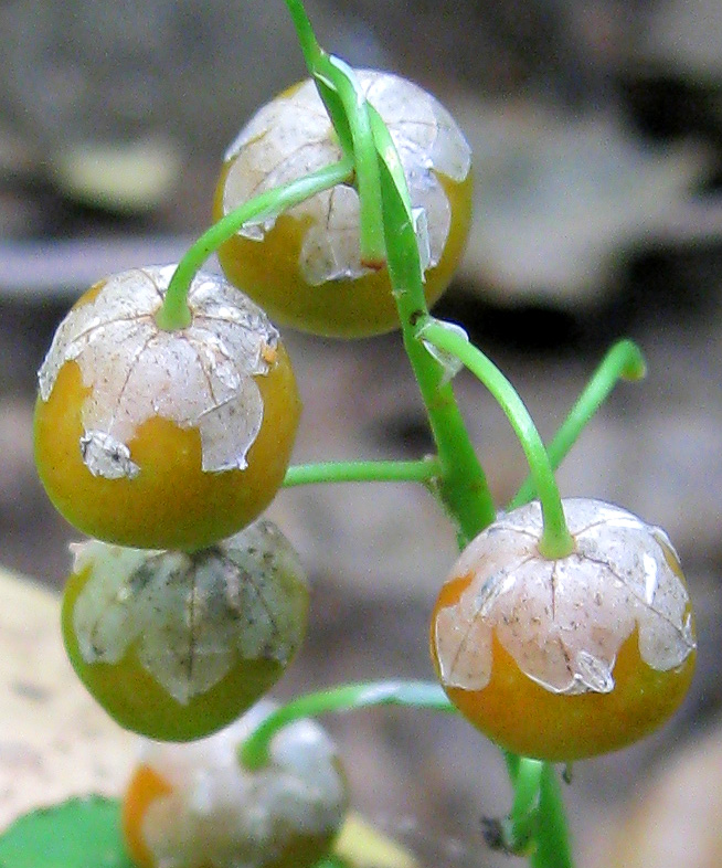 Изображение особи Convallaria majalis.