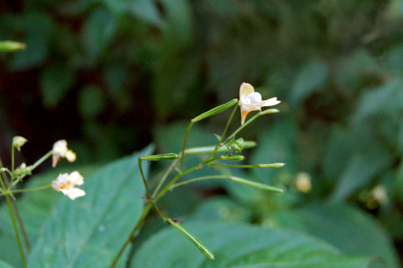 Image of Impatiens parviflora specimen.