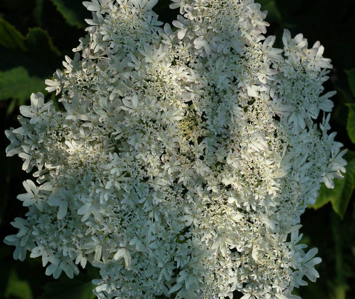 Image of Heracleum dissectum specimen.