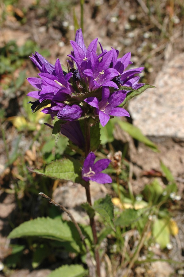 Image of Campanula glomerata specimen.