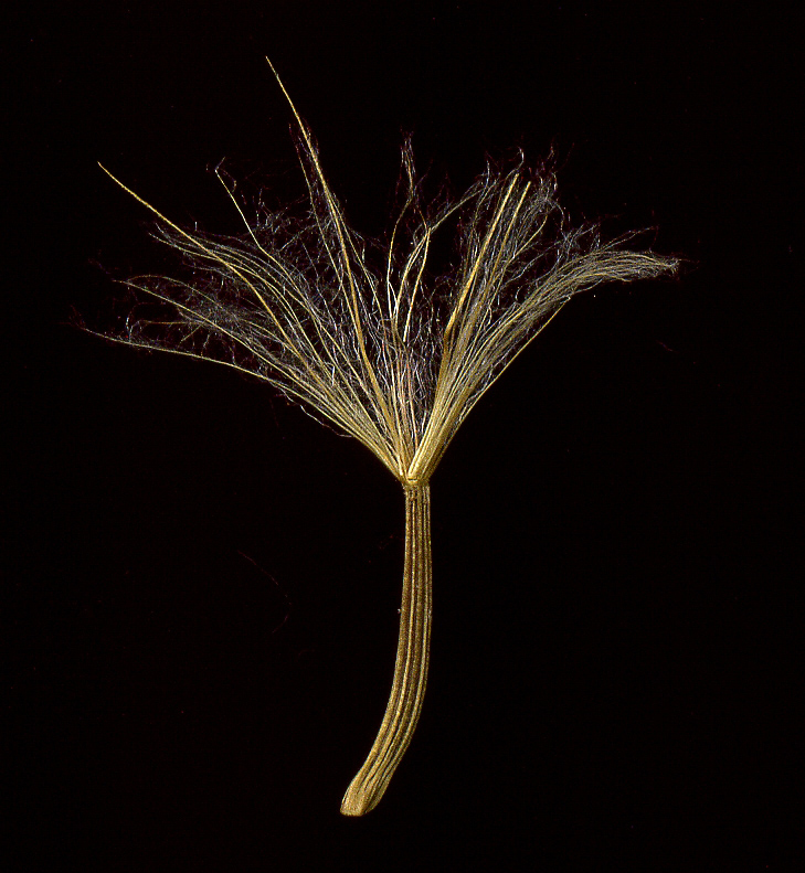 Image of Scorzonera purpurea specimen.