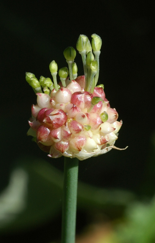 Image of Allium caeruleum specimen.