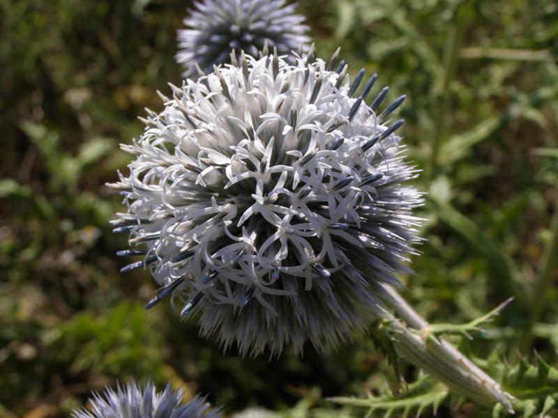 Изображение особи Echinops sphaerocephalus.