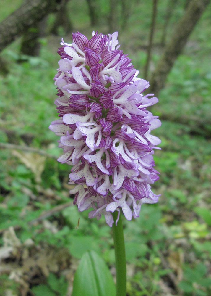 Image of Orchis purpurea ssp. caucasica specimen.