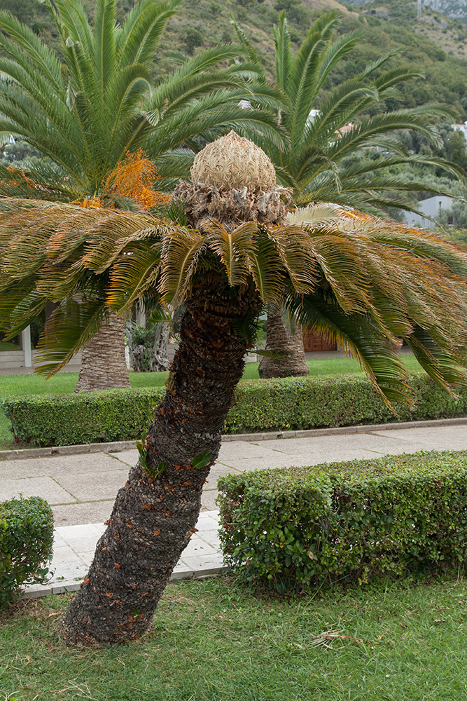 Изображение особи Cycas revoluta.