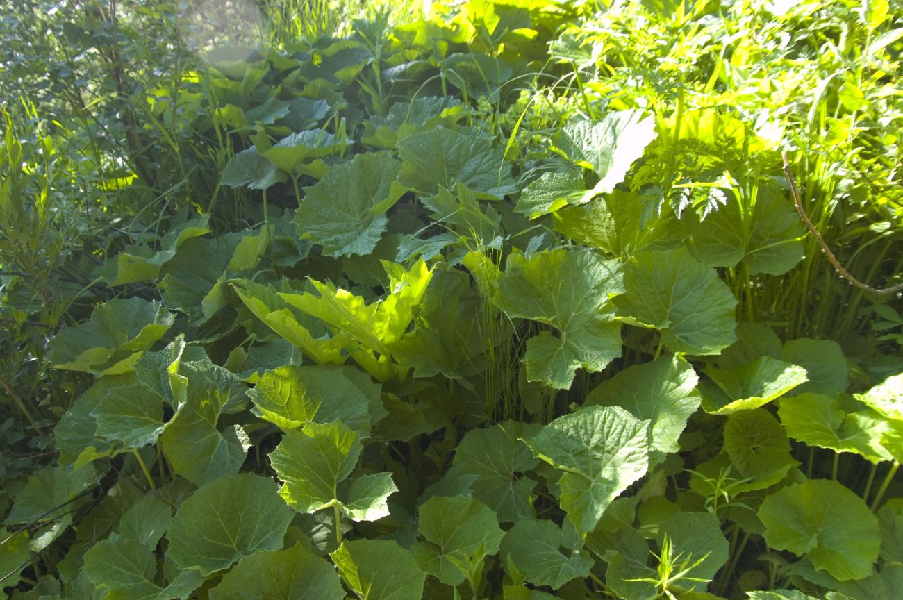 Изображение особи Petasites albus.