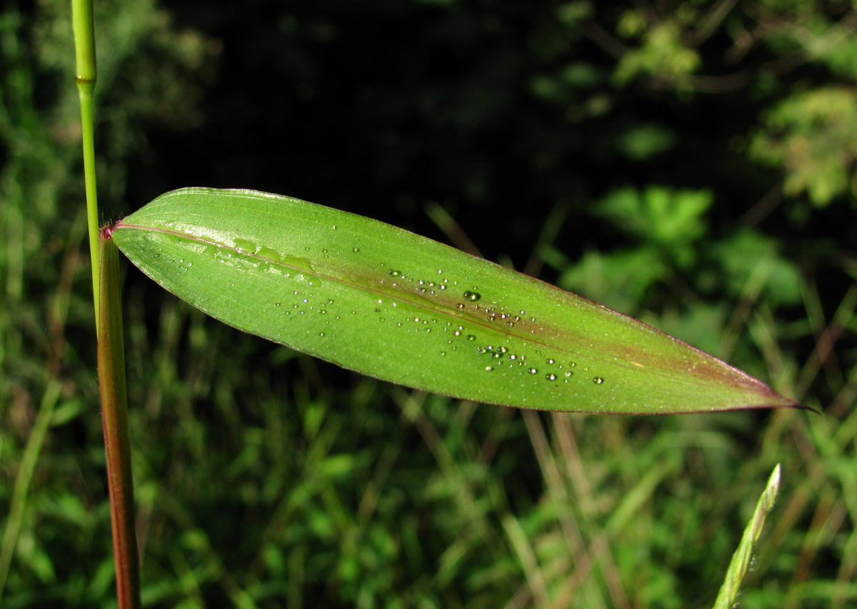 Image of genus Digitaria specimen.