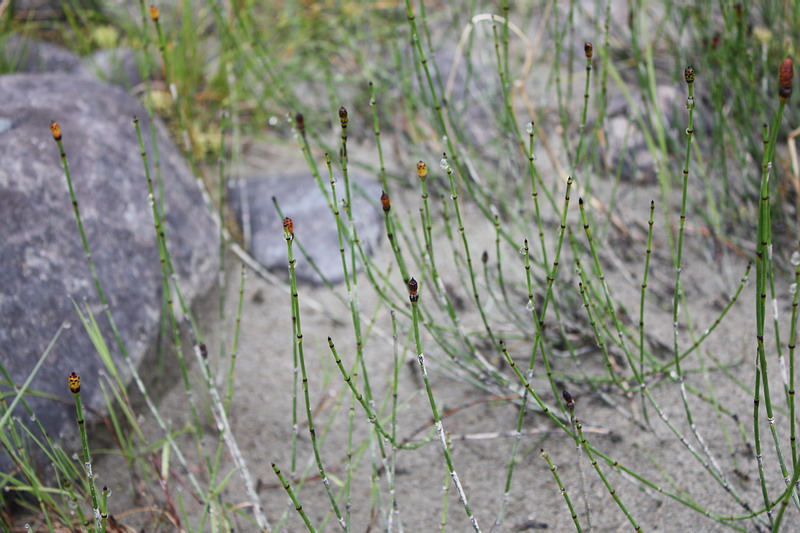 Image of Equisetum variegatum specimen.