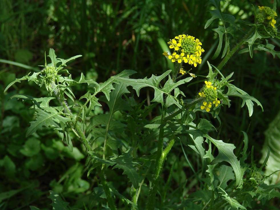 Изображение особи Sisymbrium loeselii.