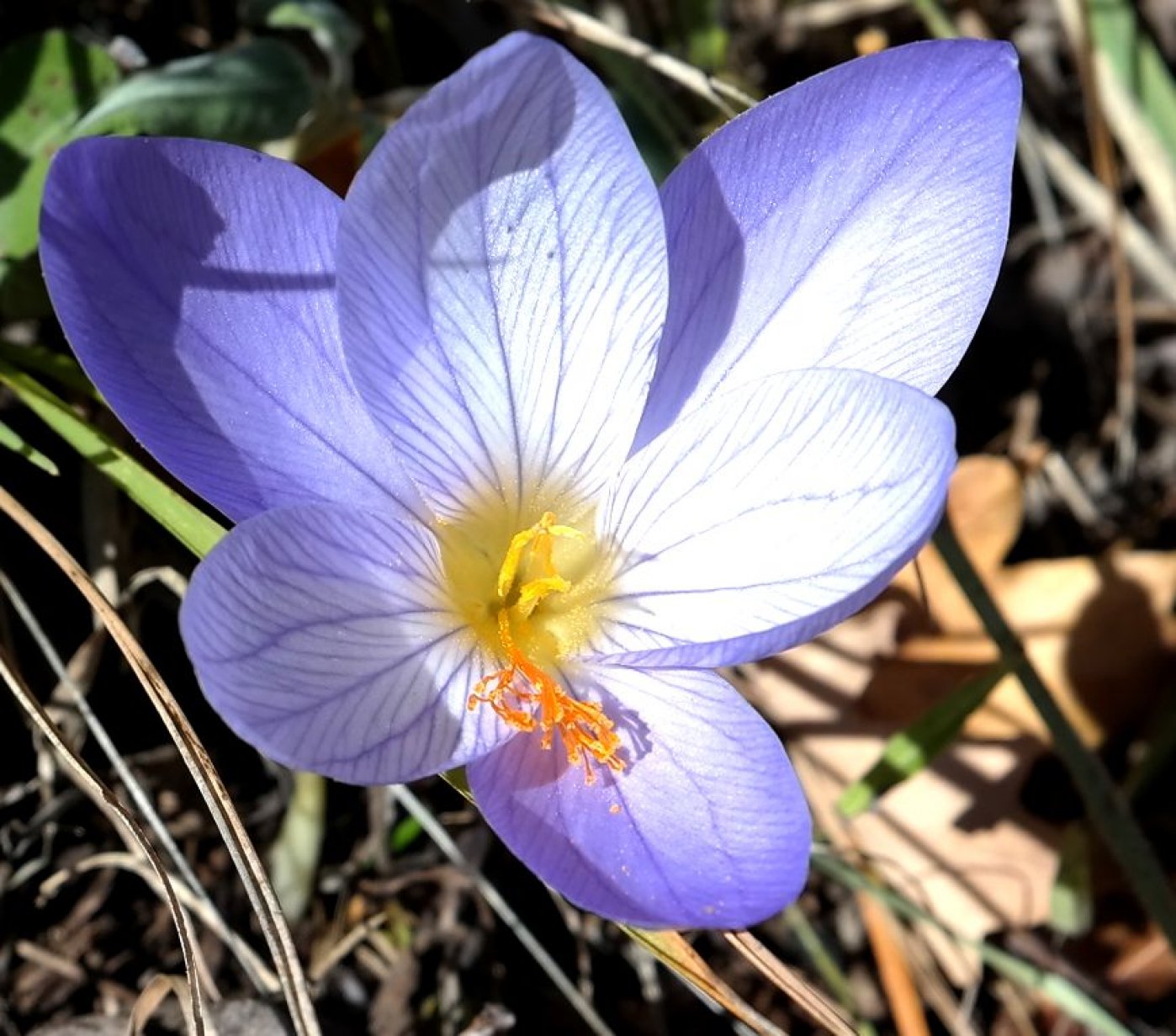 Image of Crocus speciosus specimen.