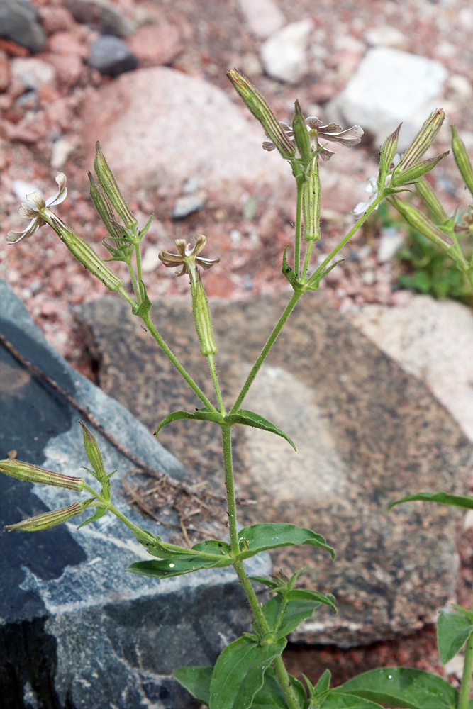 Изображение особи Silene turkestanica.