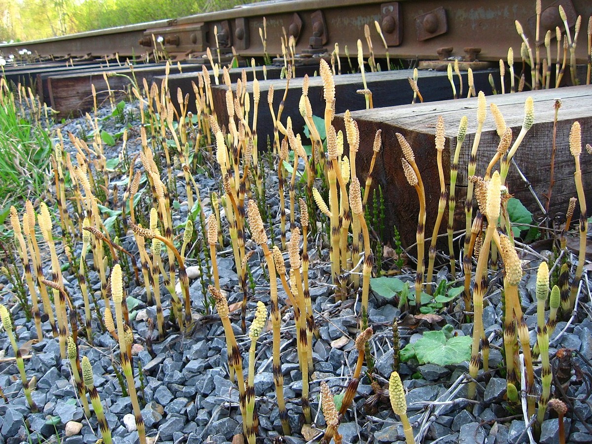 Image of Equisetum arvense specimen.