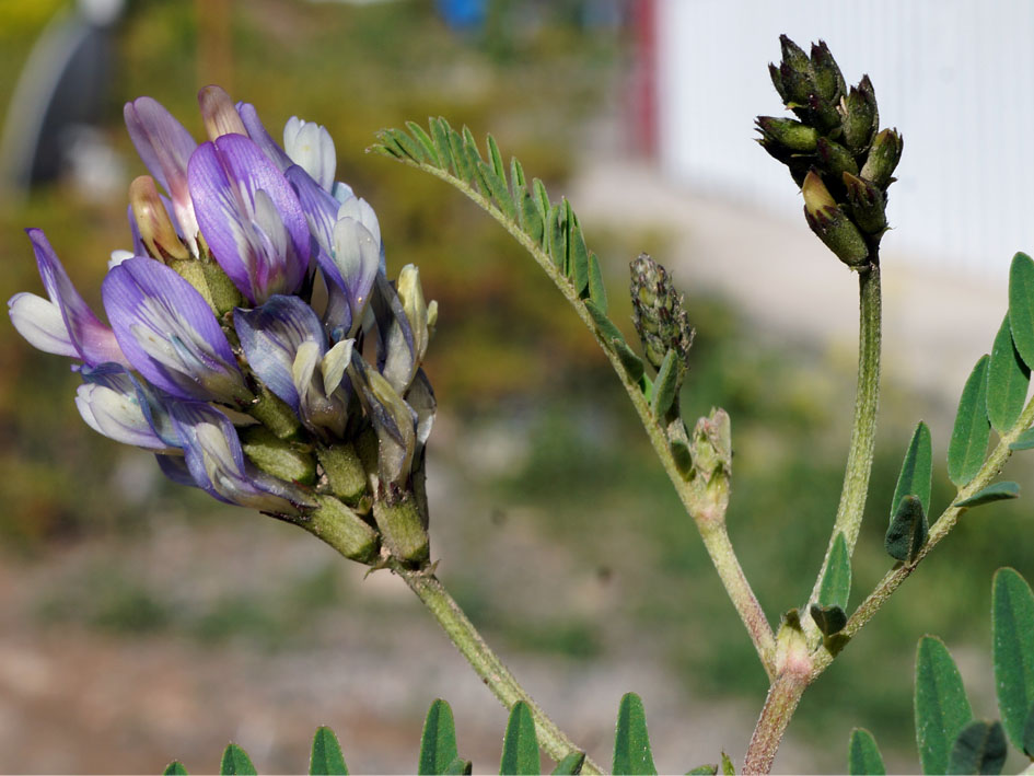 Image of Astragalus tibetanus specimen.