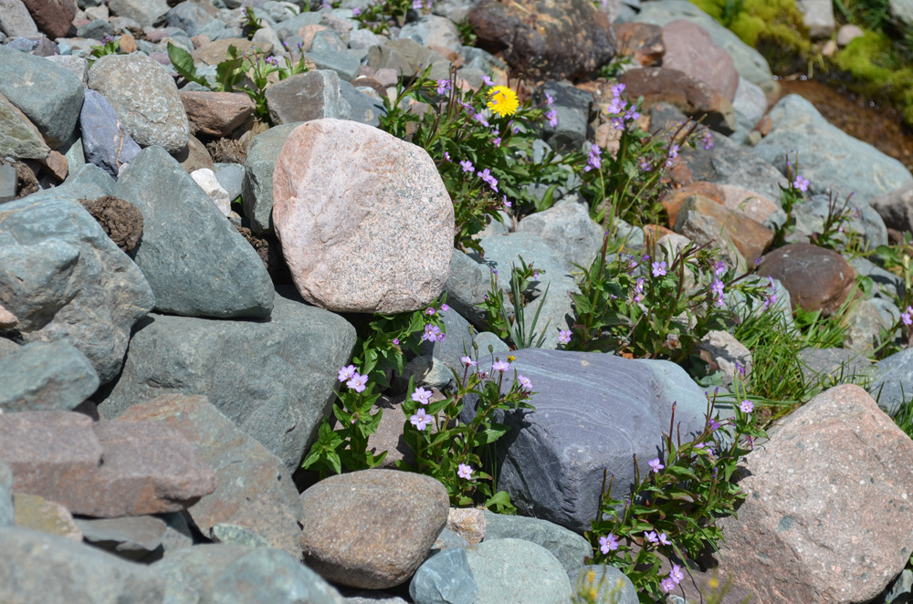 Image of genus Epilobium specimen.