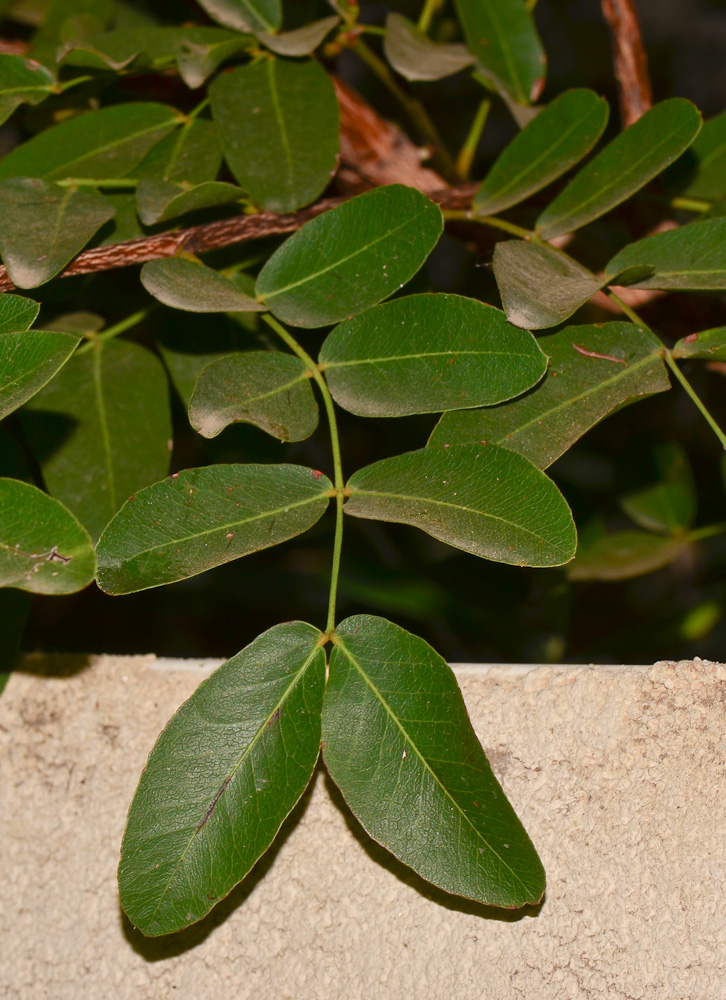 Изображение особи Schotia brachypetala.