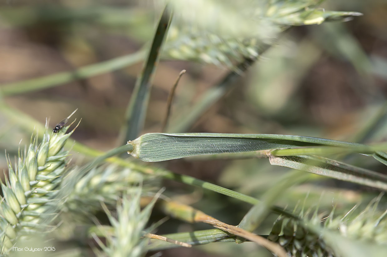 Изображение особи Agropyron pectinatum.