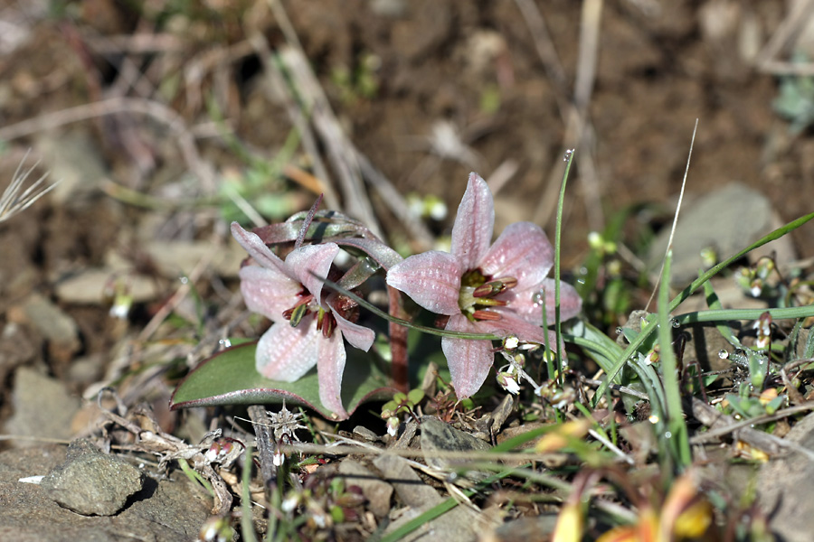 Image of Rhinopetalum stenantherum specimen.