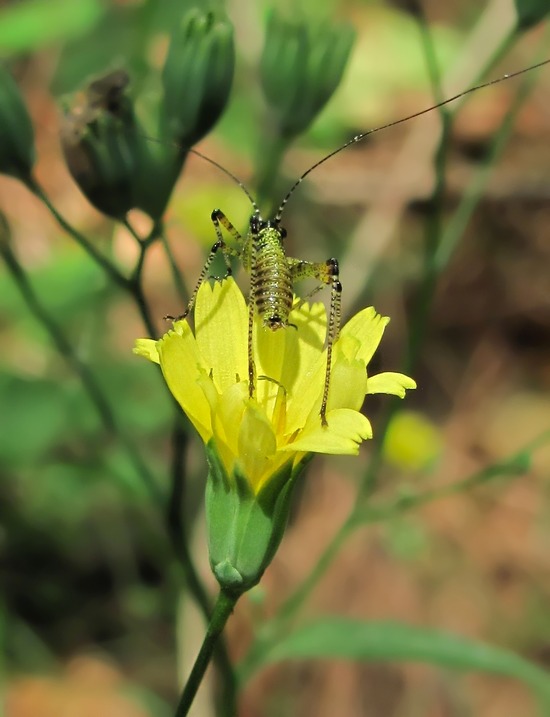 Image of Lapsana communis specimen.