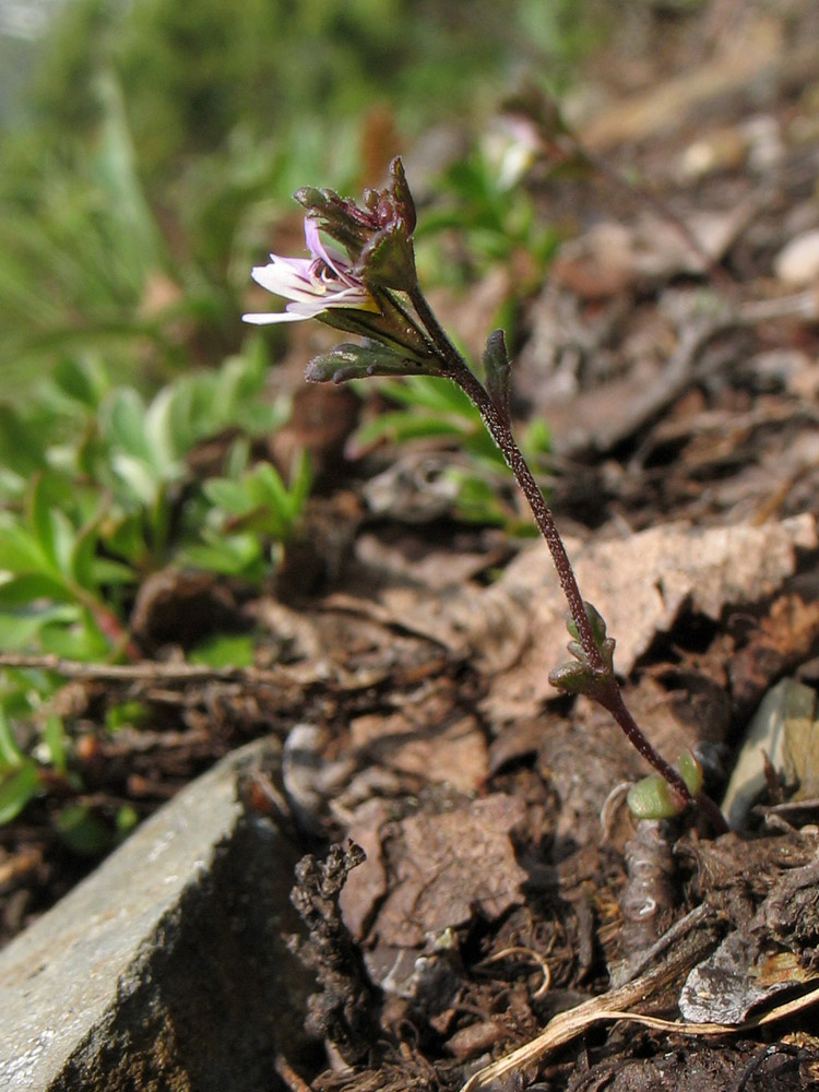 Image of Euphrasia wettsteinii specimen.