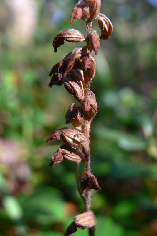 Image of Goodyera repens specimen.