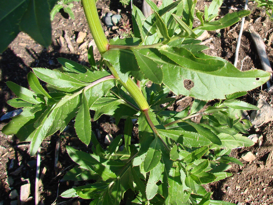 Изображение особи Cirsium setosum.