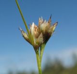 Rhynchospora alba. Отцветшее соцветие. Окр. Архангельска, болото. 30.07.2011.