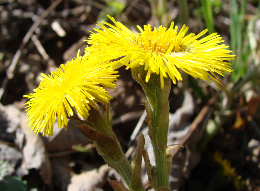 Image of Tussilago farfara specimen.