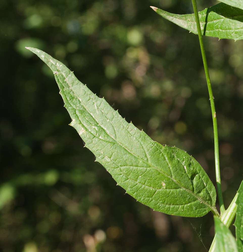 Image of Adenophora liliifolia specimen.