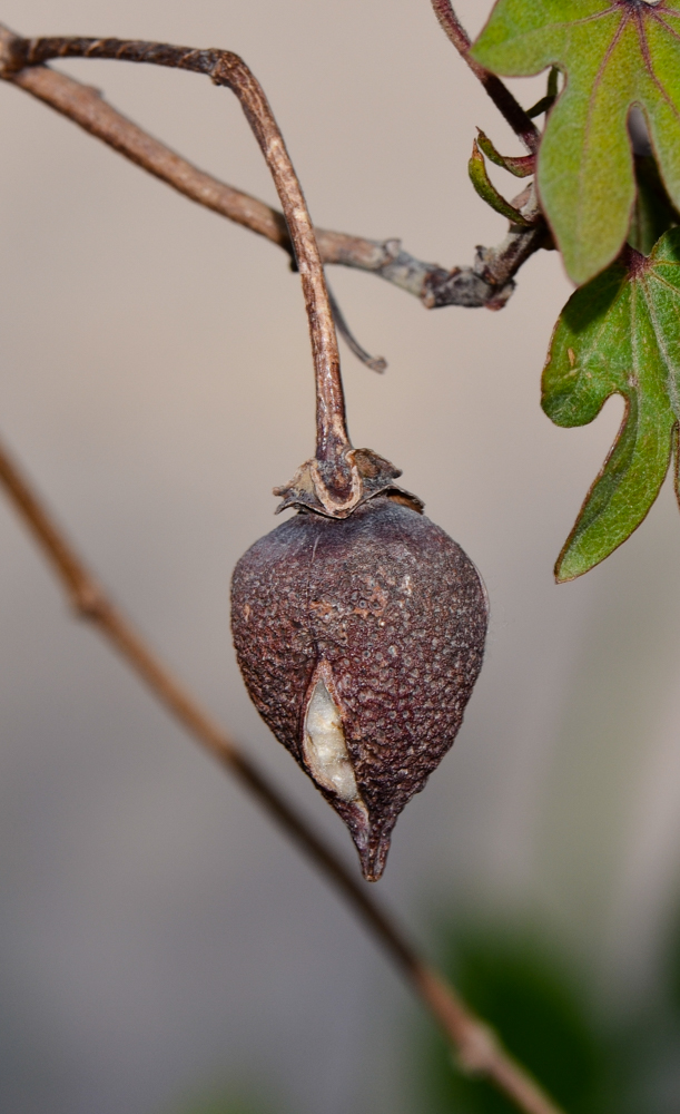 Image of genus Gossypium specimen.