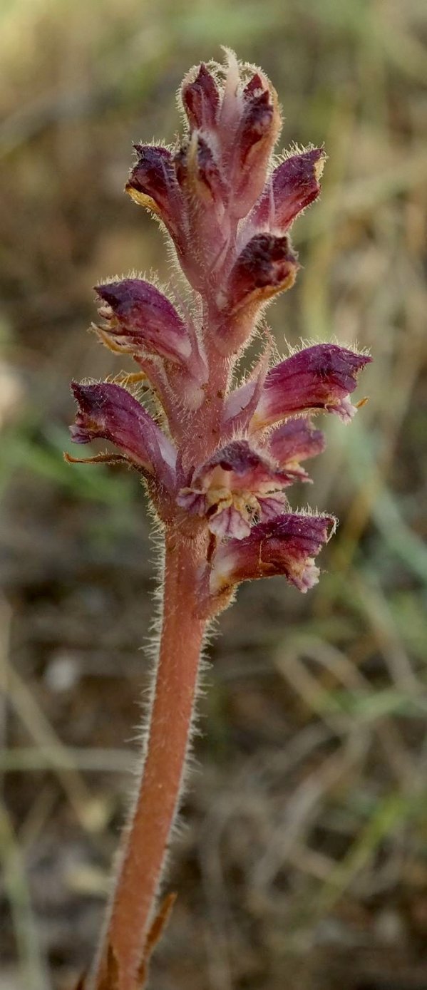 Image of Orobanche pubescens specimen.