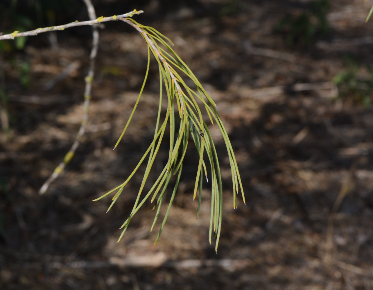 Изображение особи Hakea orthorrhyncha.