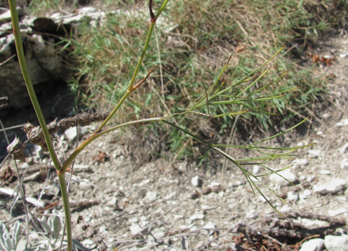 Image of Peucedanum longifolium specimen.