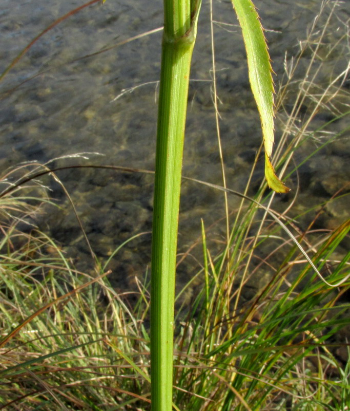 Image of Sium suave specimen.