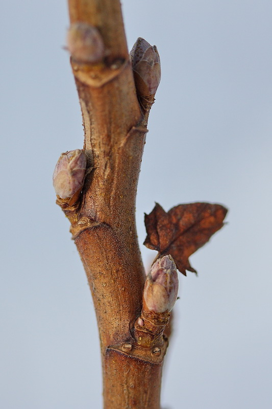 Image of Ribes nigrum specimen.