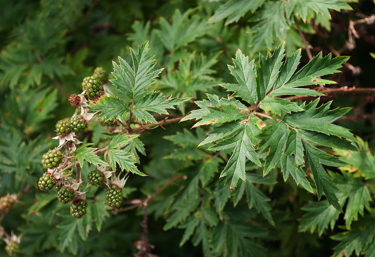 Изображение особи Rubus laciniatus.