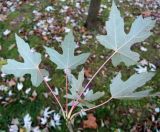 Смотреть изображение Acer saccharinum
