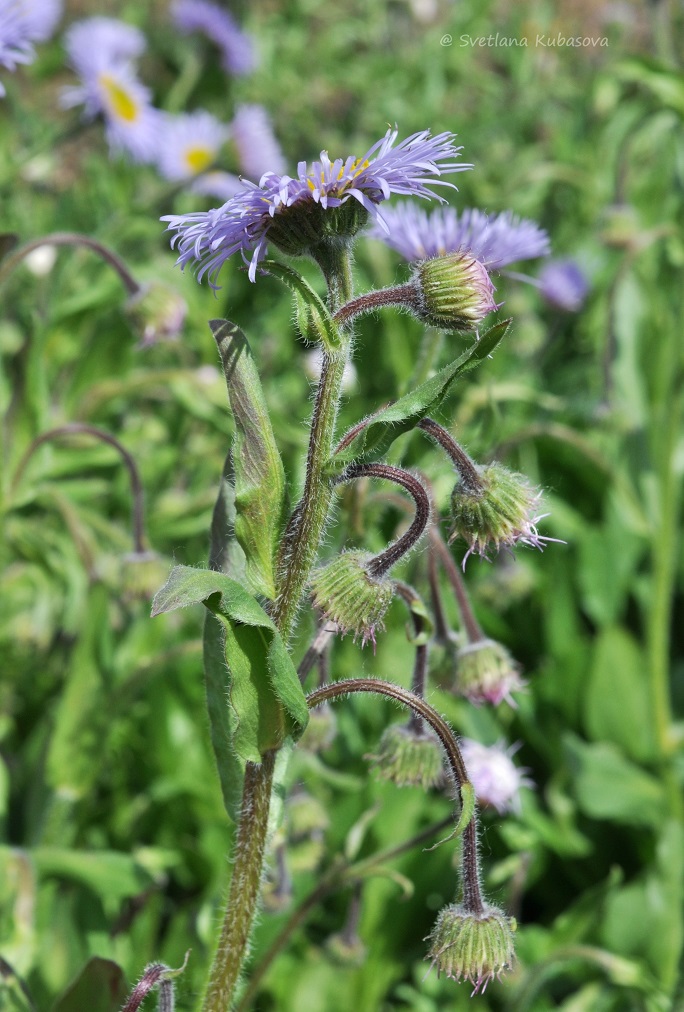 Image of genus Erigeron specimen.