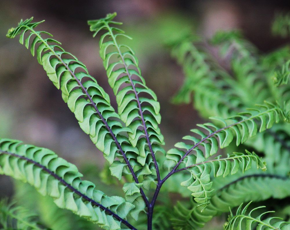 Изображение особи Adiantum pedatum.