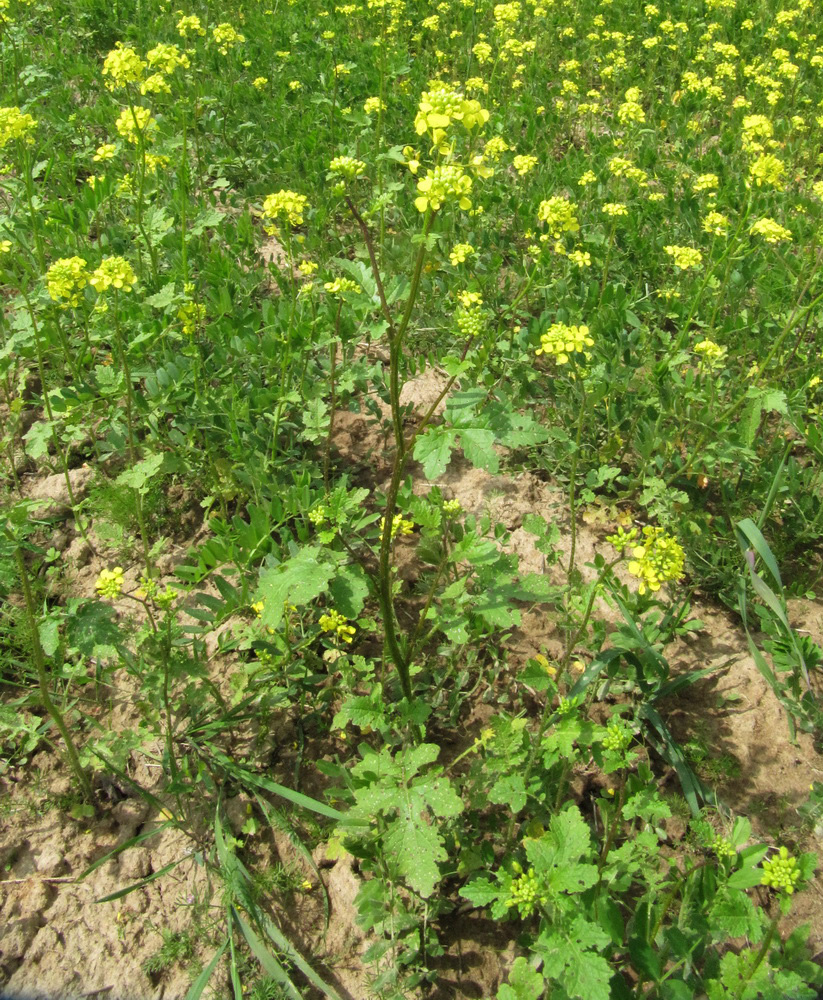 Image of Sinapis alba specimen.