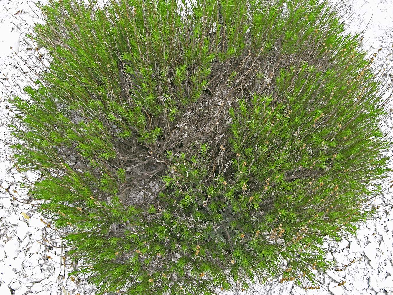 Image of Artemisia salsoloides specimen.