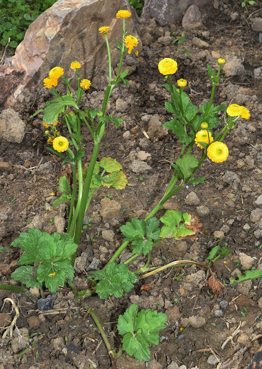 Image of Ranunculus repens specimen.