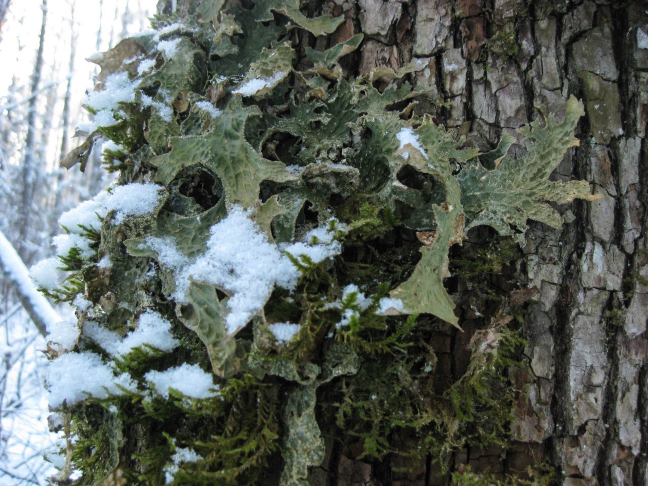 Изображение особи Lobaria pulmonaria.