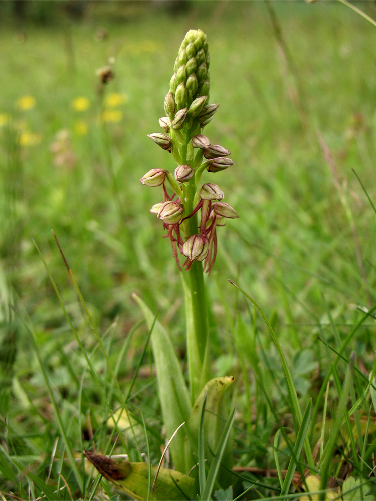 Image of Orchis anthropophora specimen.