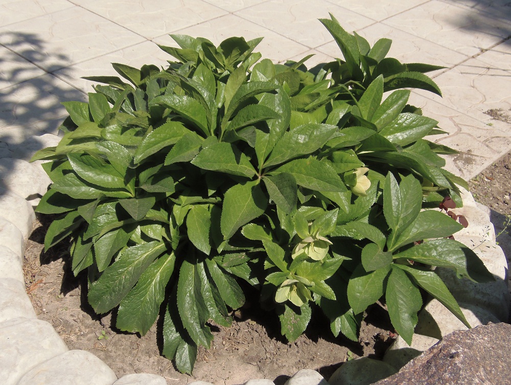 Image of Helleborus caucasicus specimen.