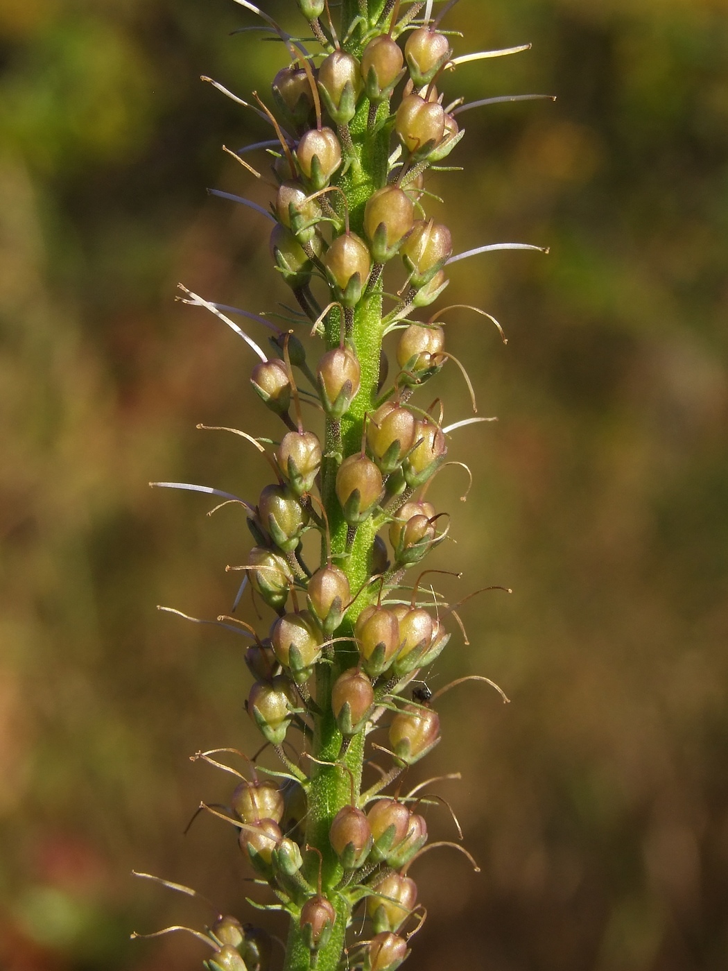 Image of Veronica longifolia specimen.