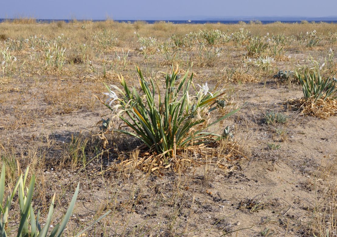 Image of Pancratium maritimum specimen.